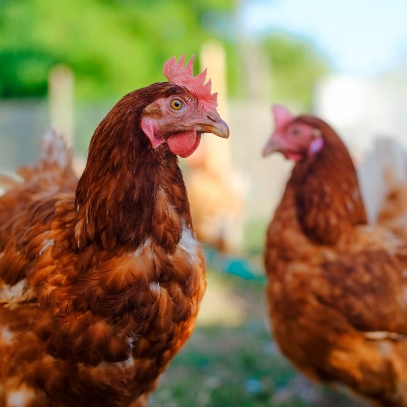 two brown chickens